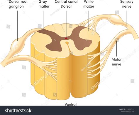 Spinal cord cross section Images, Stock Photos & Vectors | Shutterstock