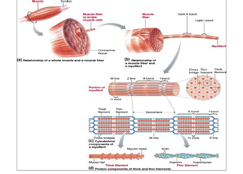 Skeletal Muscle Cell Structure