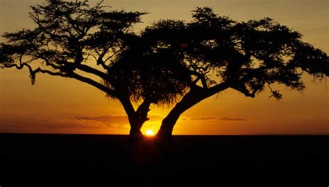 What Types of Trees Are Found in Grassland Biomes? | Sciencing