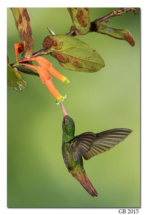 RUFOUS-TAILED HUMMINGBIRD