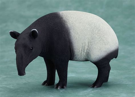 Malayan Tapir Facts, Distribution, Behavior, Adaptations