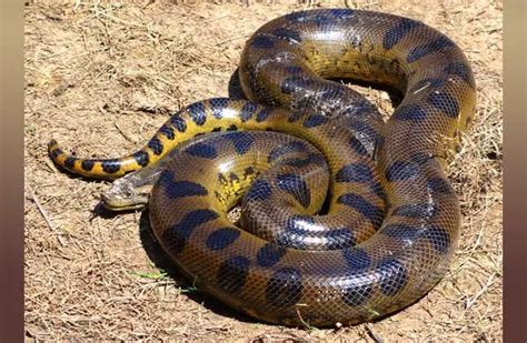 Anaconda - Description, Habitat, Image, Diet, and Interesting Facts