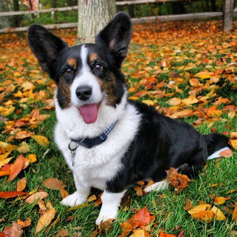 Bogey, a Cardigan Welsh Corgi. #cardiganwelshcorgi #welshcorgi #dog # ...