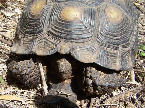 Texas Tortoise: Important Facts You Should Know - Avoid Crime - 903Pets