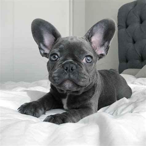 French Bulldog Puppies With Blue Eyes - Blue Eyes Blueprintedpaws Frenchbulldogs Frenchiepuppy ...