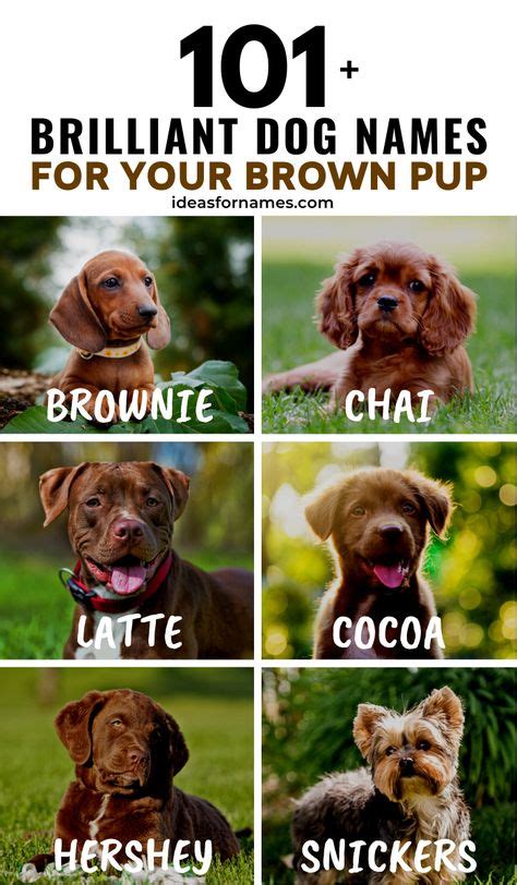 20 Best Pet Name Ideas images in 2020 | Pet names, Dog names, Puppy names