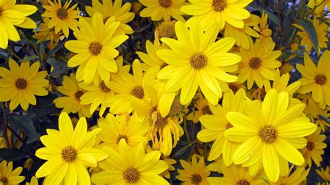 Yellow Flower HD Wallpapers - Wallpaper Cave