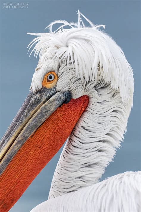 Dalmatian Pelican - Drew Buckley Photography ~ Pembroke, Pembrokeshire