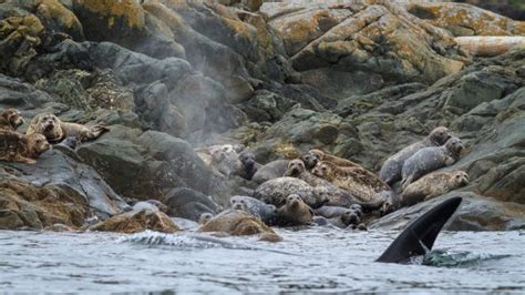 Orcas Hunting Seals - Anne McKinnell Photography