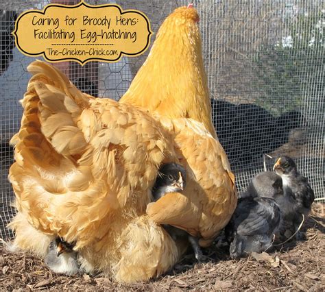 Caring for Broody Hens: Facilitating Egg-hatching | The Chicken Chick®