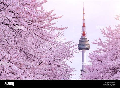 Seoul Cherry Blossom 2025 - Etty Shanna