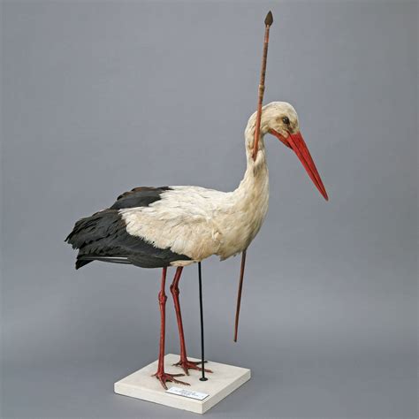 What This Gruesome Stork Taught Us About Bird Migration | Audubon