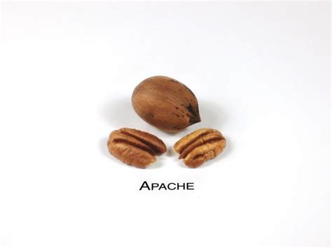 Pecan varieties resistant to heat shock - General Fruit Growing ...