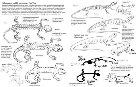 Salamander and newt anatomy by Auronyth on DeviantArt