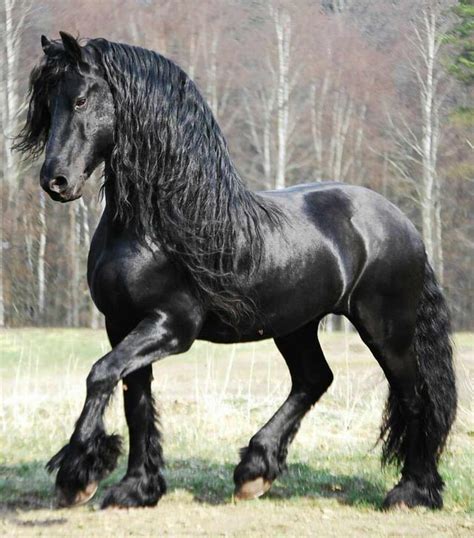 Frederick the Great: The most handsome horse in the world : r/pics