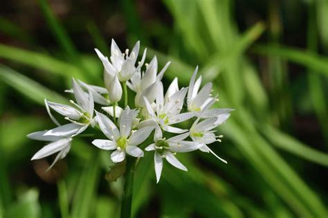 Ramson Flower Allium Ursinum Stock Image - Image of flora, blooming ...