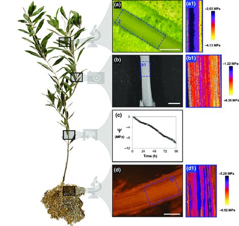 Diagram of an olive seedling showing each of the plant organs monitored ...