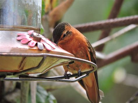 The Best Hummingbird Feeder You Can Choose for Your Garden - Garden and ...