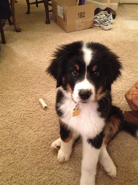 Great Pyrenees Bernese Mountain Dog Mix Puppies / Twelve Week Old Bernese Mountain Dog, Great ...