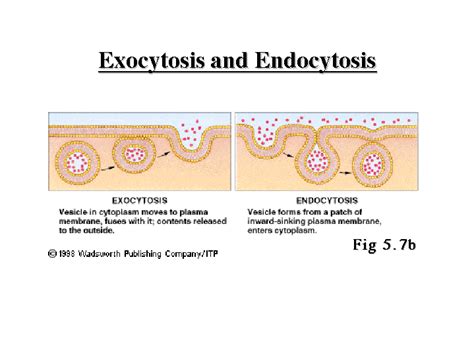 Endocytosis vs exocytosis in a cell differences and similarities