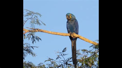 Pantanal Birds and Wildlife Summer 2013 - YouTube