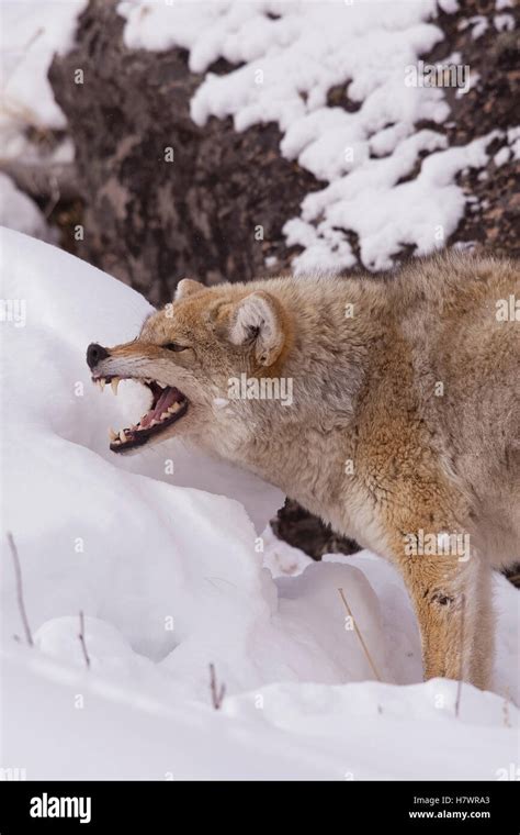 Coyote (Canis latrans) snarling, western Montana Stock Photo - Alamy