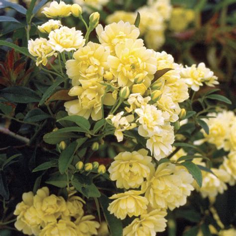 Yellow Lady Banks Climbing Rose | PlantAddicts.com