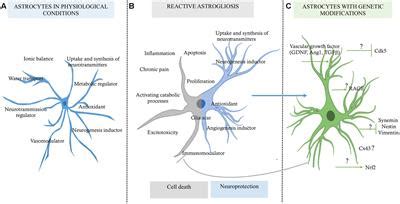 Frontiers | The Role of Astrocytes in Neuroprotection after Brain Stroke: Potential in Cell Therapy