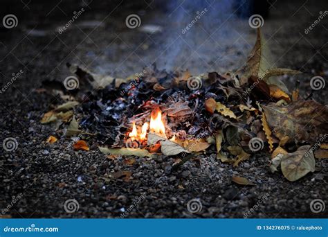 Trash Heap of Dry Leaves are Burned with Fire and Smoke Stock Image ...