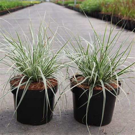 Carex oshimensis 'Everest' - buy plants at Coolplants