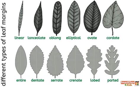 Explained! Parts of a Leaf, Types of Leaves, Functions of Leaves, Leaf Venations