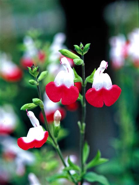 31 Salvia Plants to Bring Color and Fragrance to Your Garden | Salvia ...