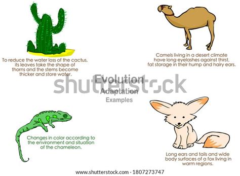 Desert Animals Adaptations: Over 42 Royalty-Free Licensable Stock ...