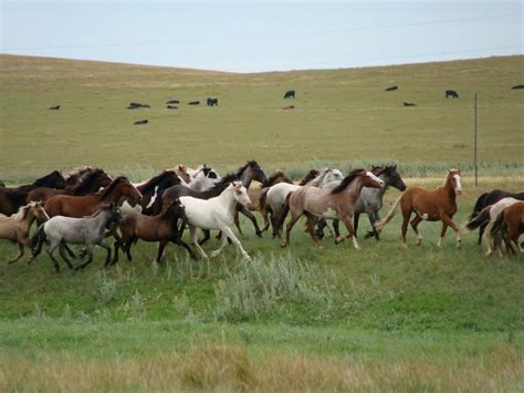 Jack Lieser Horsemanship: Nokota Horse Observation and Application Clinic.