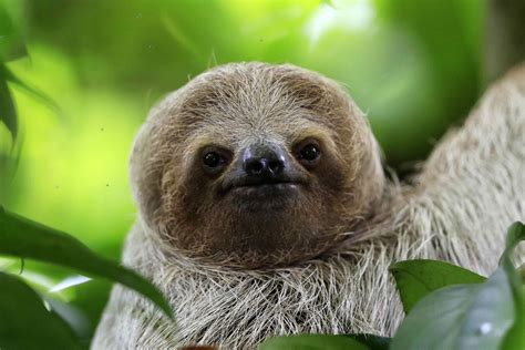 Sloths have survived for millions of years. Now they’re a TED talk ...