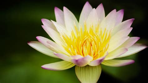 Lotus Flower