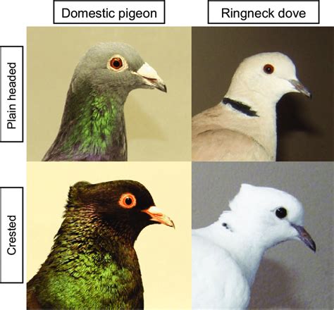 Similar crested morphs occur in domestic rock pigeons (Columba livia)... | Download Scientific ...