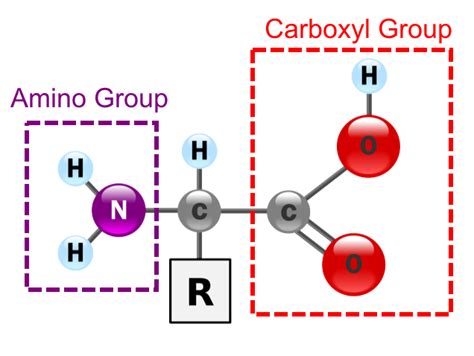 What elements make up proteins? | Socratic