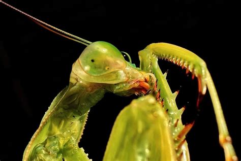 Do Praying Mantis Bite? - Animals Around The Globe