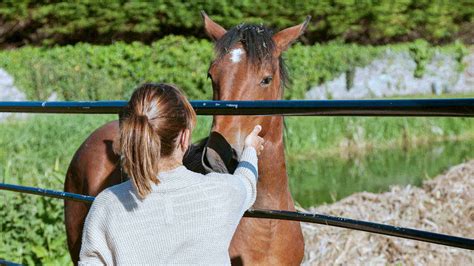 Avanti Language Institute - Junior English + Horse Riding