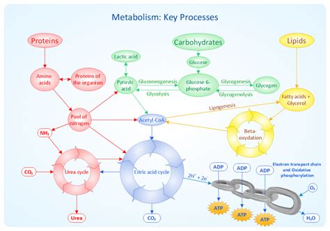 Metabolismen | Frisk og Funksjonell