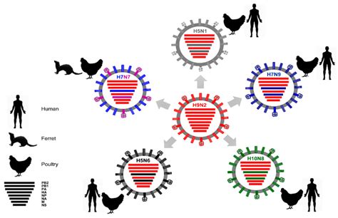 h9n2-mutation – Asian Agribiz