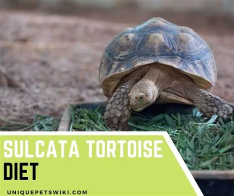 The Ultimate Sulcata Tortoise Diet Plan: Tips and Tricks