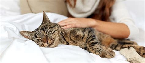 Cat Dementia: Symptoms, Diagnosis, and Treatment