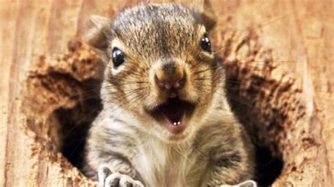 FUNNY SQUIRRELS ★ TOO CUTE! [Funny Pets] | ADEW Pets Centre