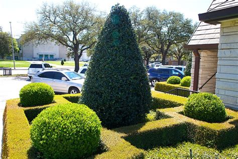 Geometric boxwood hedges are anchored with boxwood globes and a large ...