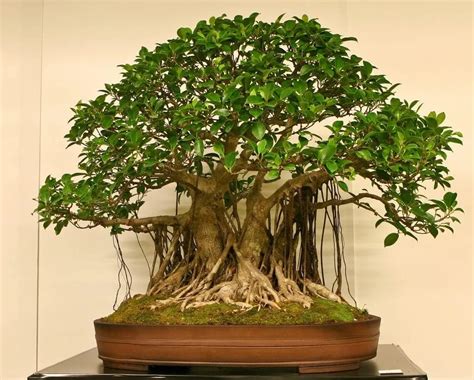 Amazon.com : YUANLIN 150 Pcs Banyan Seeds Rare Bonsai Tree Seeds Indoor and Outdoor Bonsai Seed ...