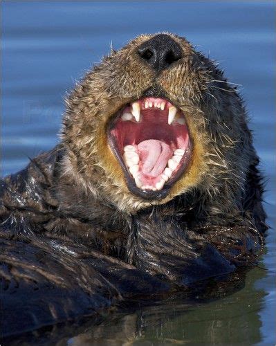 Otter love, Otters, Sea otter