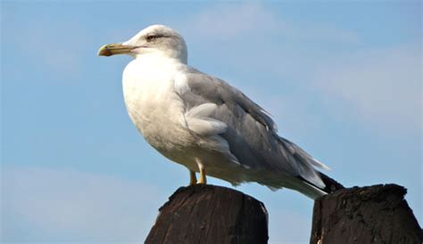 Seagull