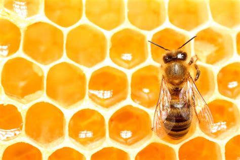 Honey bees may help to explain how humans make decisions